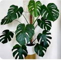 Monstera Plant | Live Tropical Houseplant in 6" or 8" Pot